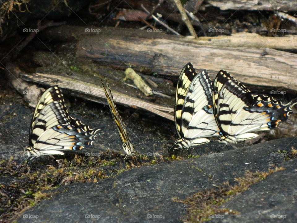 butterflies drinking