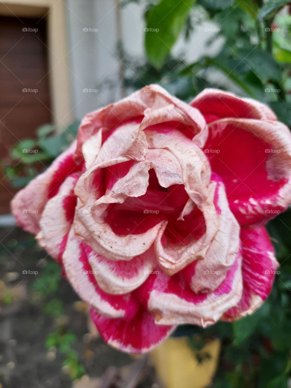 fading pink rose in autumn