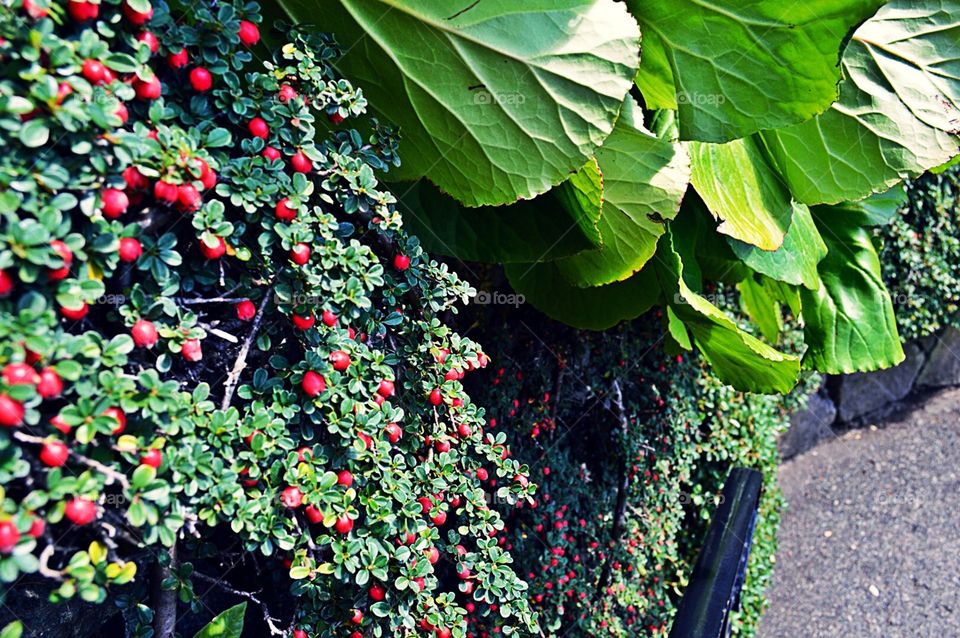 Low bunch cranberries 