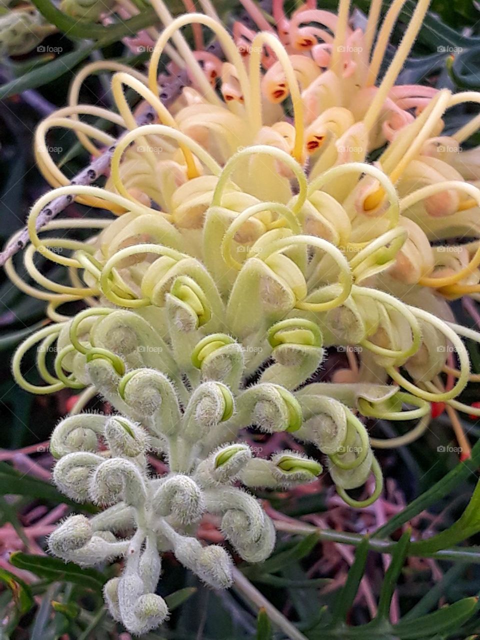 Grevillea banksi x bipinnatifida ‘Peaches and Cream’ native shrub with long term flowering   "multiverse"