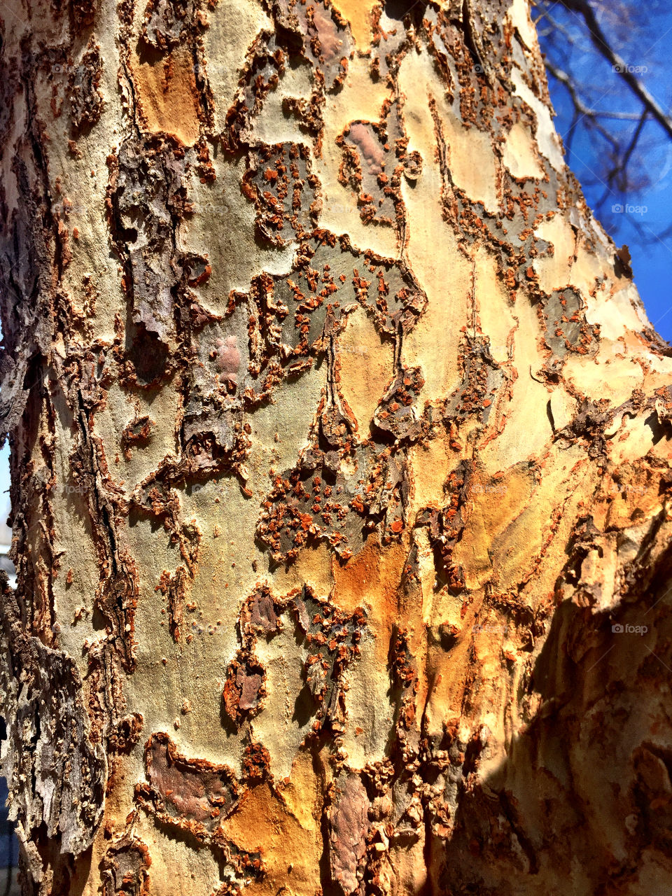 Tree bark