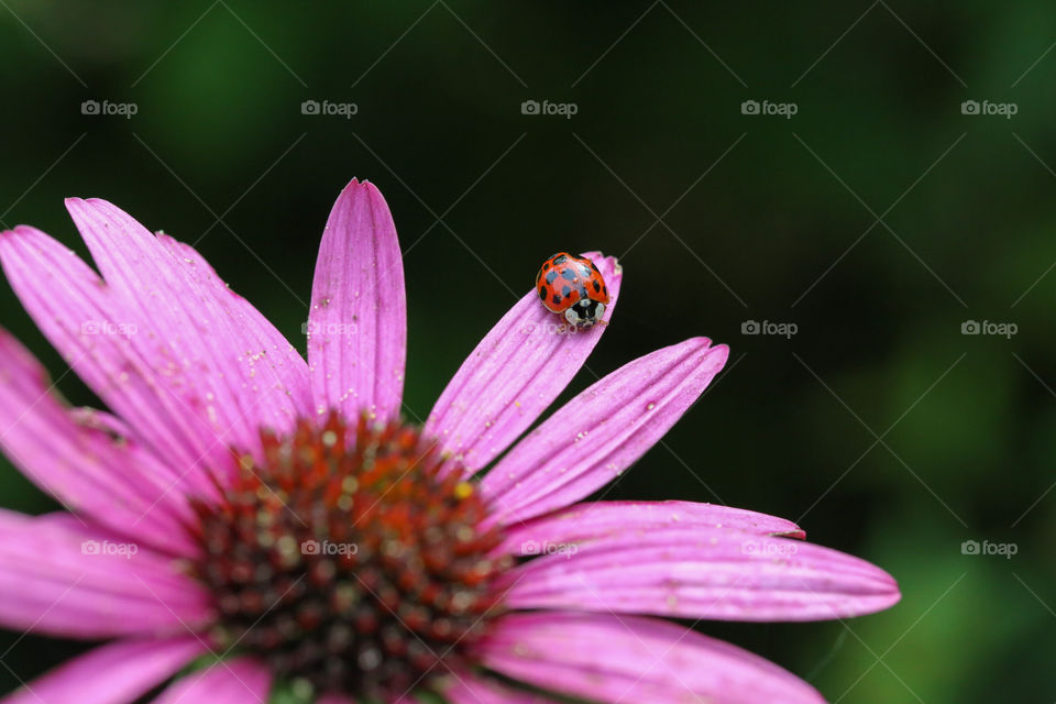 A little ladybug on a beautiful flower