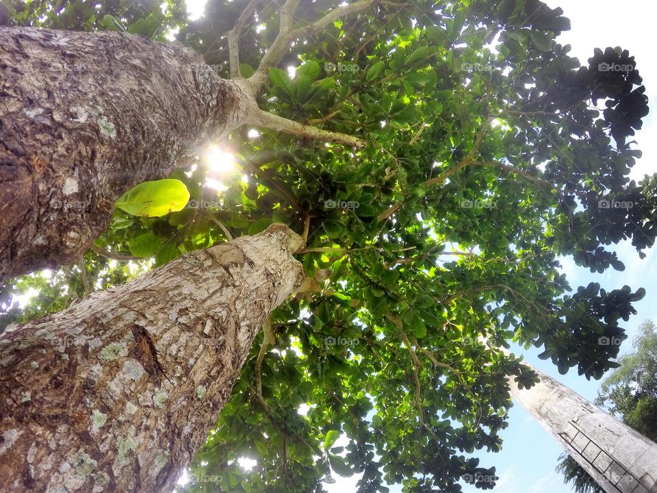 Trees in Apo island Philipines. Went to Apo island and swim with turtles! Found this two lovely trees!