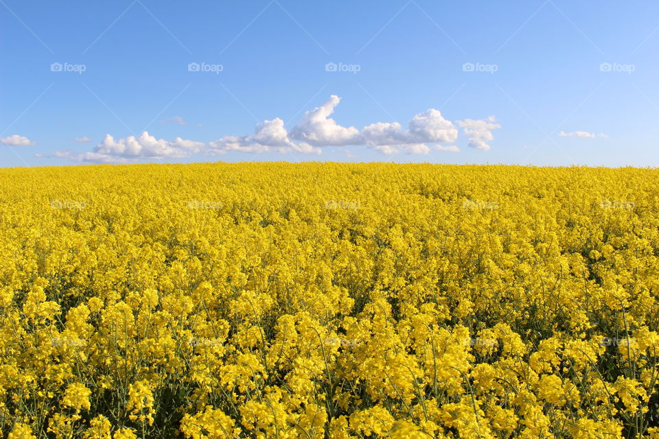 Yellow field in blossom