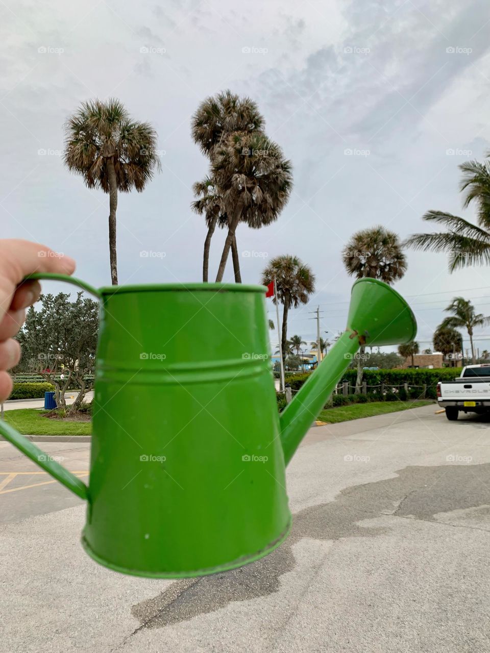 Palm Trees That Seems To Have Grown In The Green Watering Can Held By The Hand In Florida.