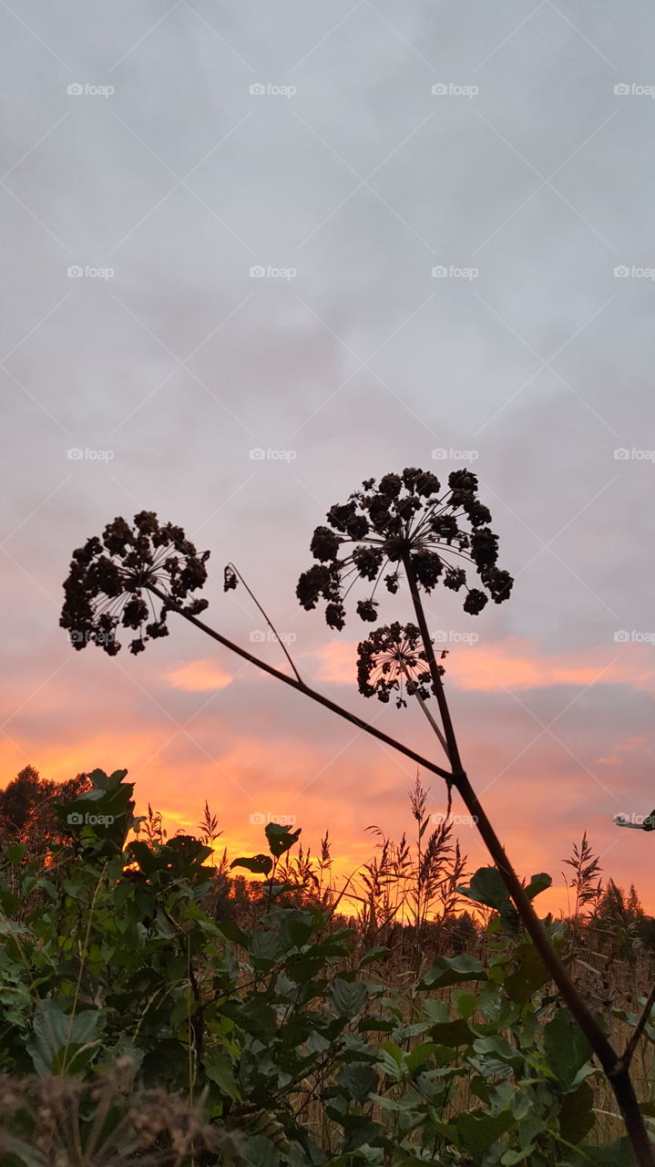 Flower in sunset