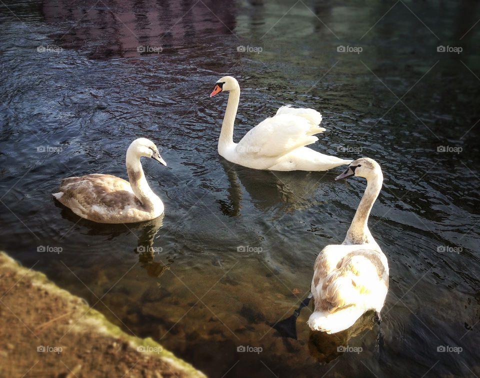 Three white swans on the water