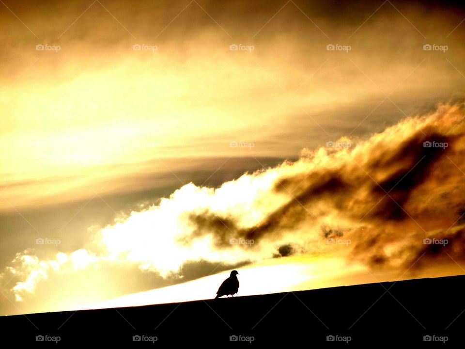 bird posing in the sunset. bird on the roof  posing in the light of sunset