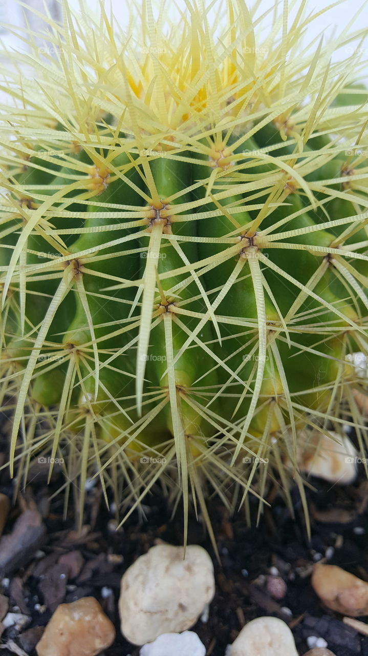 sharp yellow green cactus upclose cacti close up
