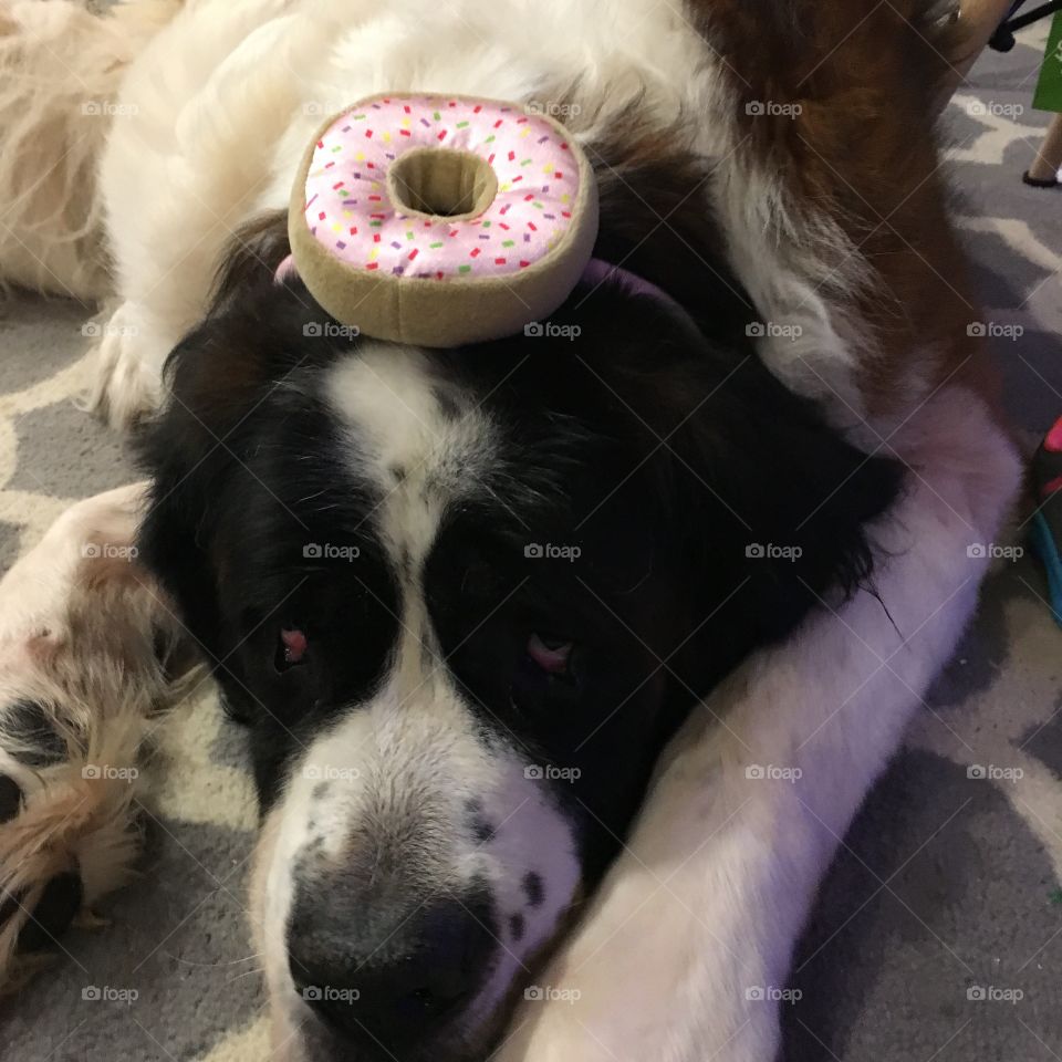 Donut dog