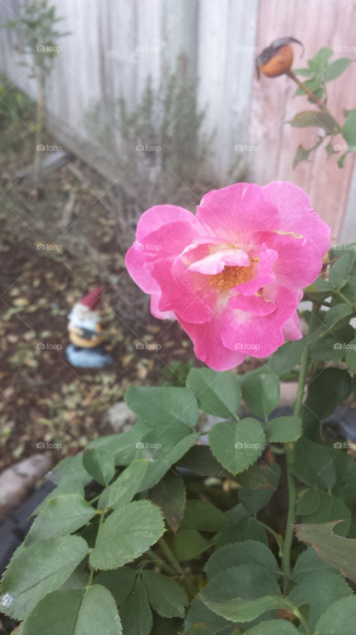 flower and gnome