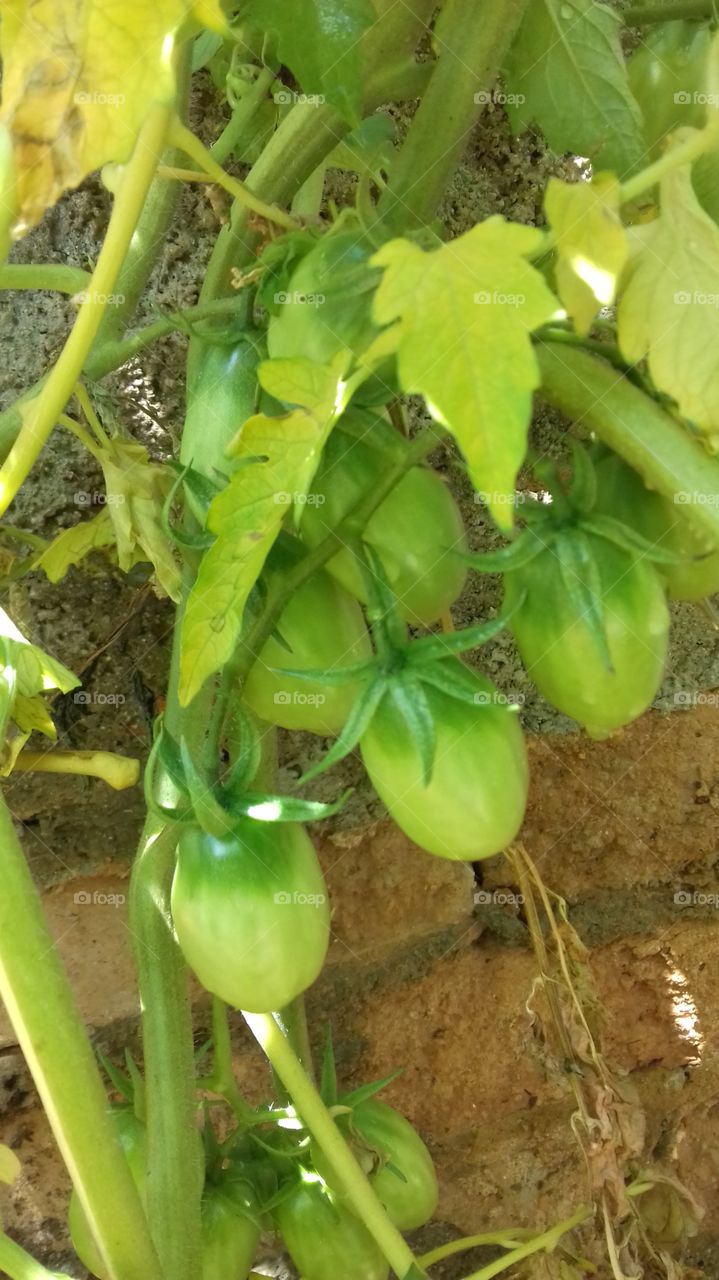 tomate verde