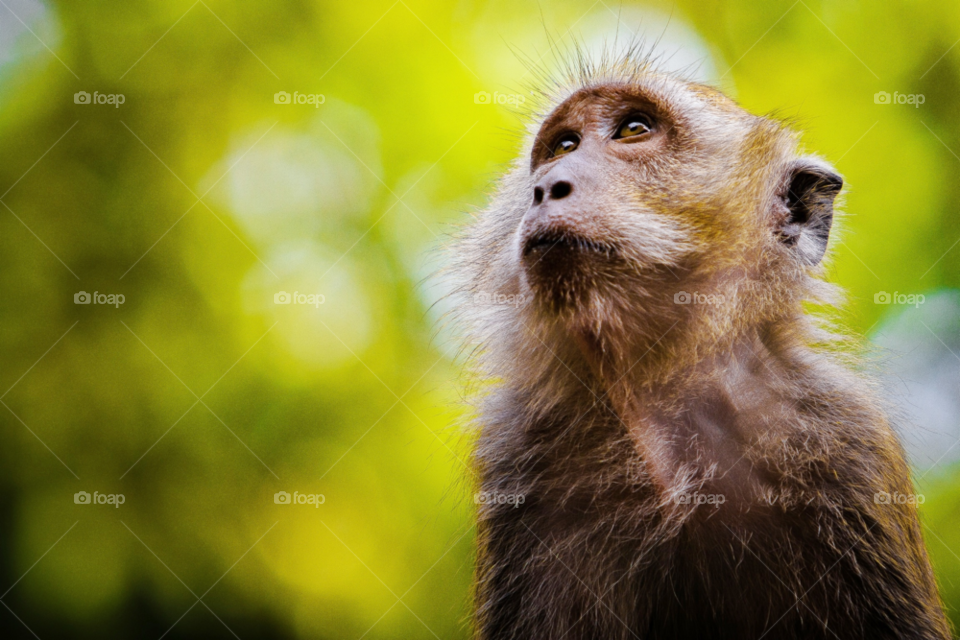thailand looking monkey ape by skepparkranz