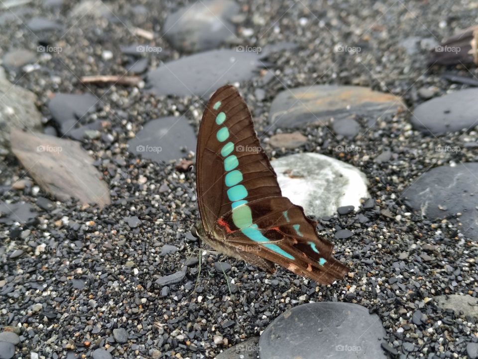 The butterfly on the beach