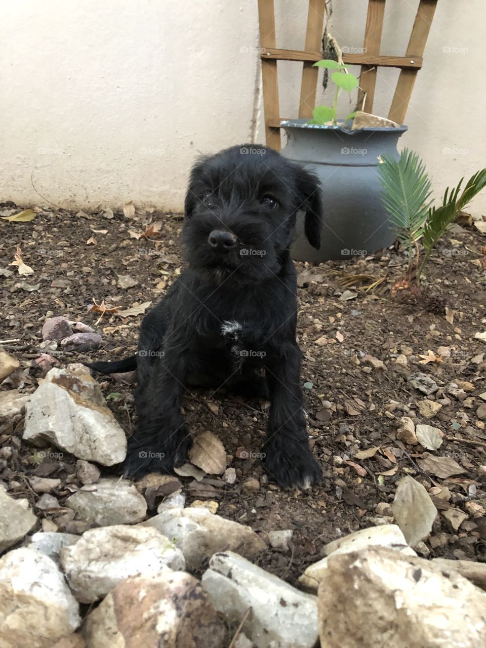Schnauzer black puppy