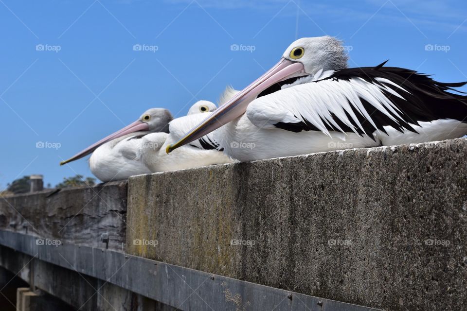 3 pelicans 