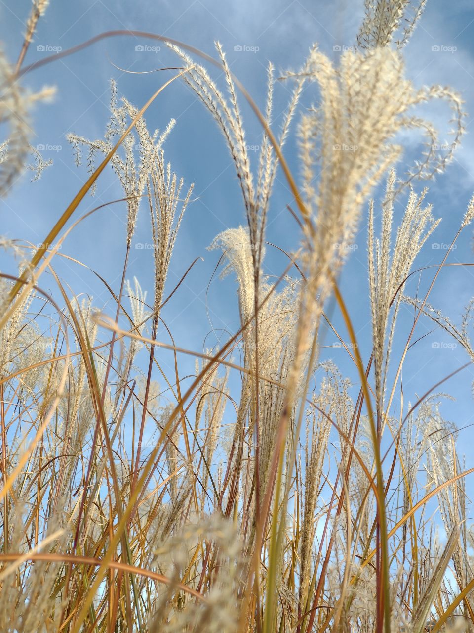 Unfiltered Beautiful plants