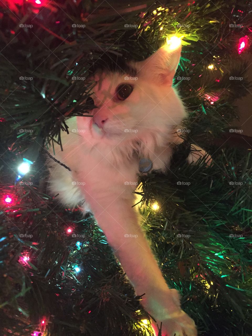 Cat in Christmas tree 