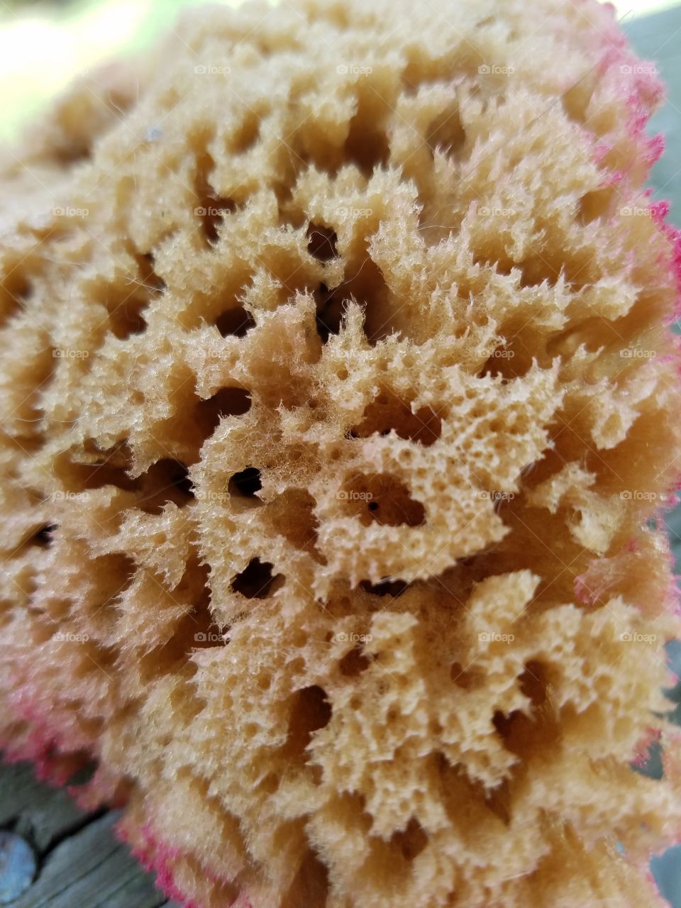 No Person, Sponge, Food, Starfish, Desktop