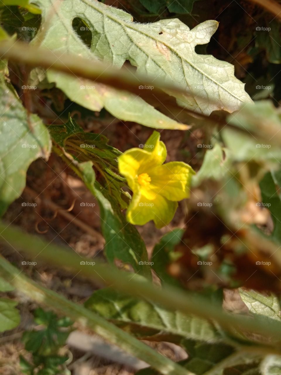 Little Yellow flower
Bitter gourd's flower