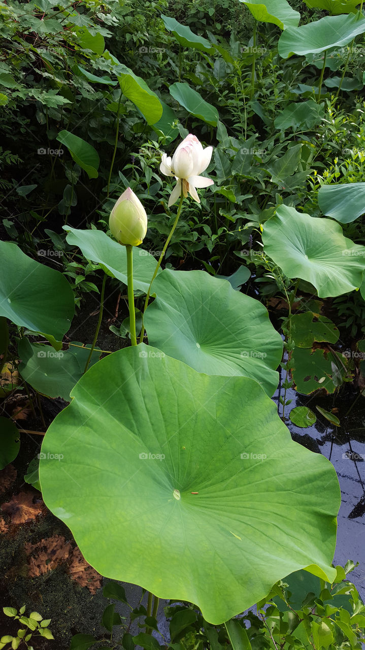 Lotus leaf