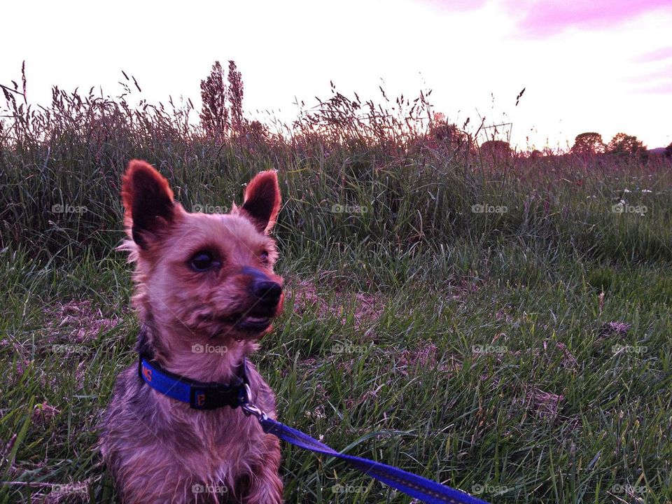 A walk with a sunset. 