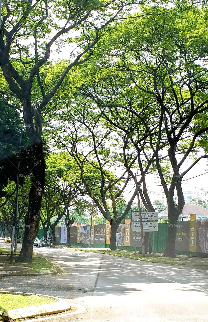 nice trees in the street.