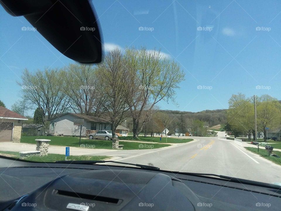 Great tall trees in clump