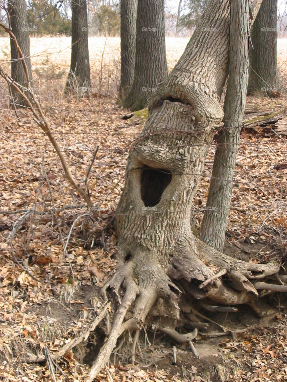 Laughing tree