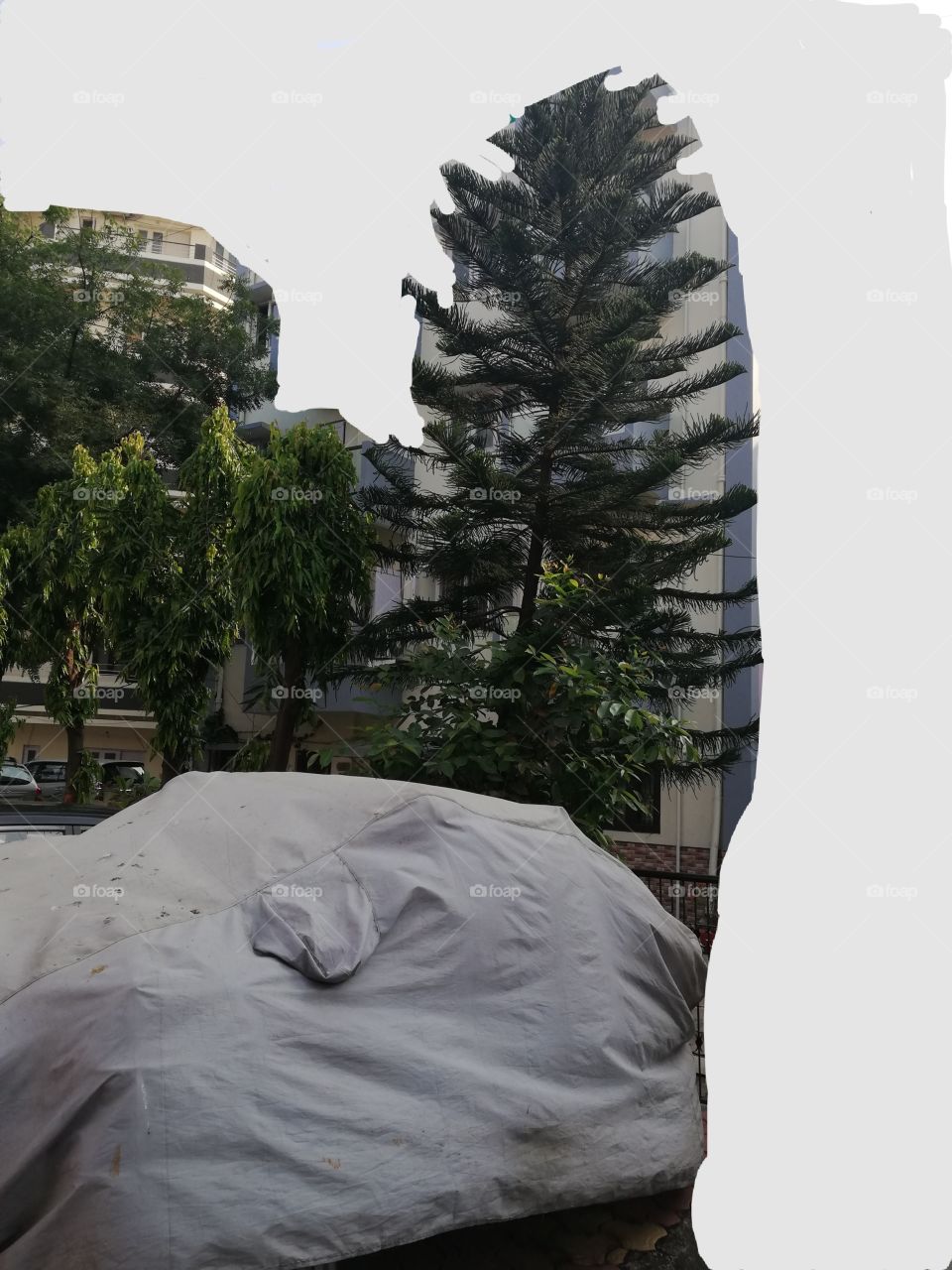 Christmas tree with other trees and buildings