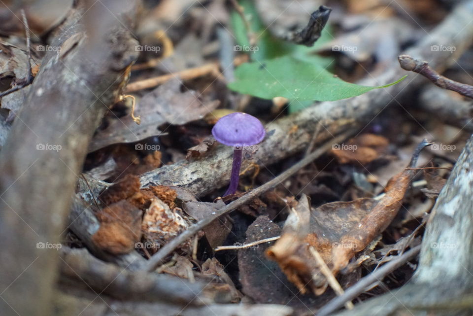 Mushrooms of North Florida
