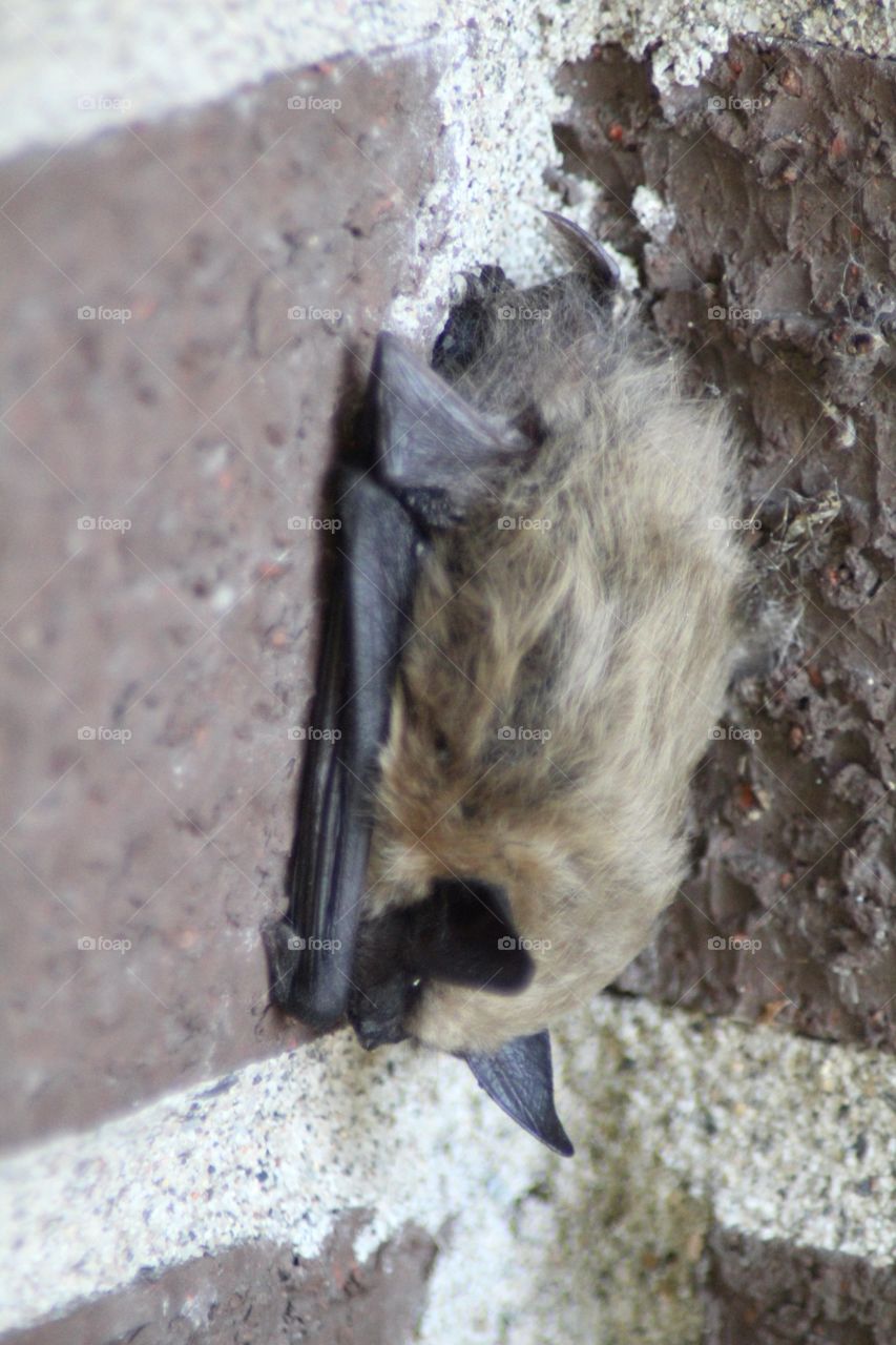 Little Brown Baby Bat Resting in the daylight.