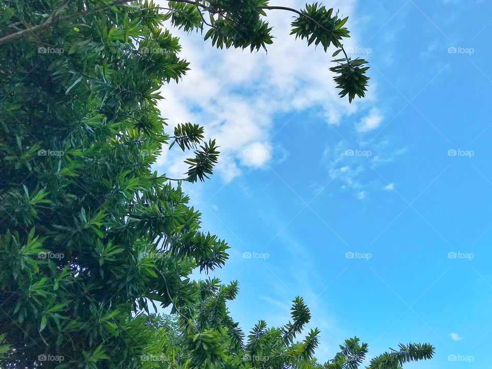 Beautiful green leaves with clear blue sky