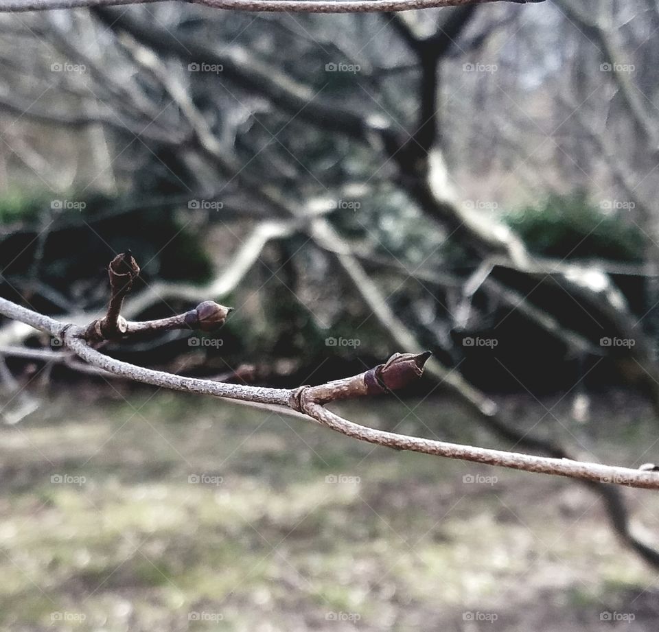First signs of Spring tree branch