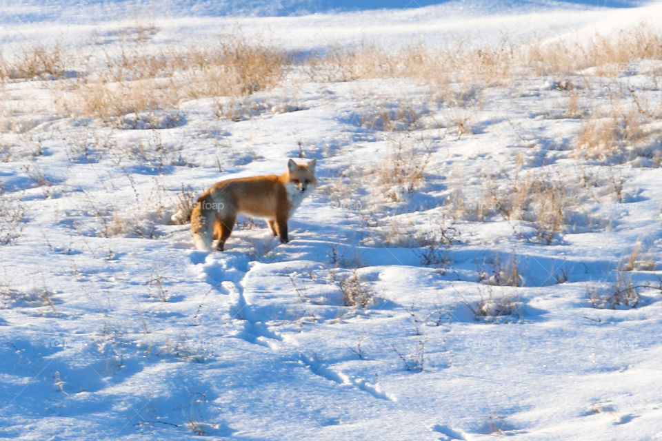 Fox staring in the snow. 