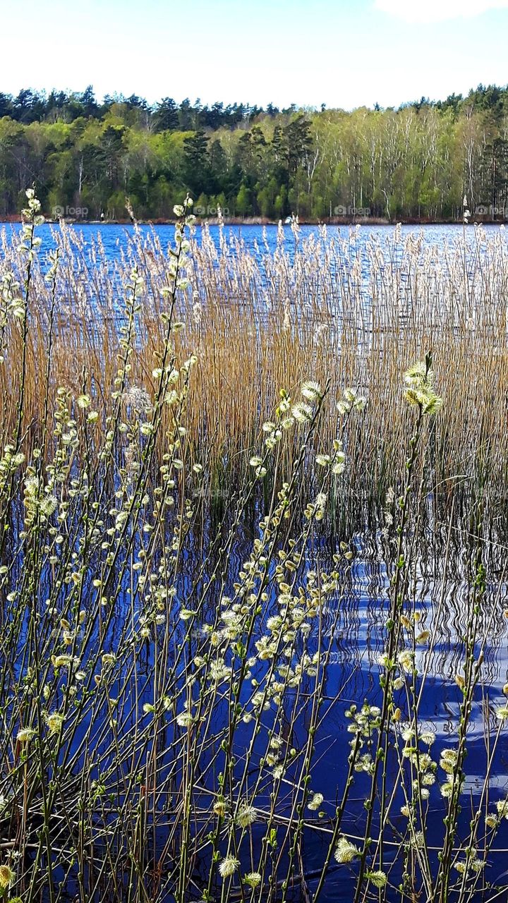 Spring by the lake