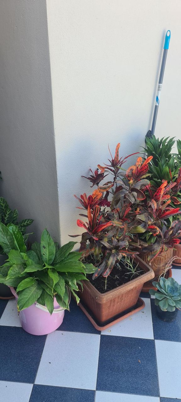 home garden