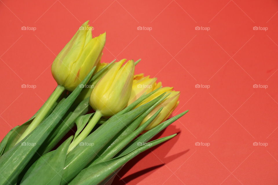 Yellow tulips on a red pallet 