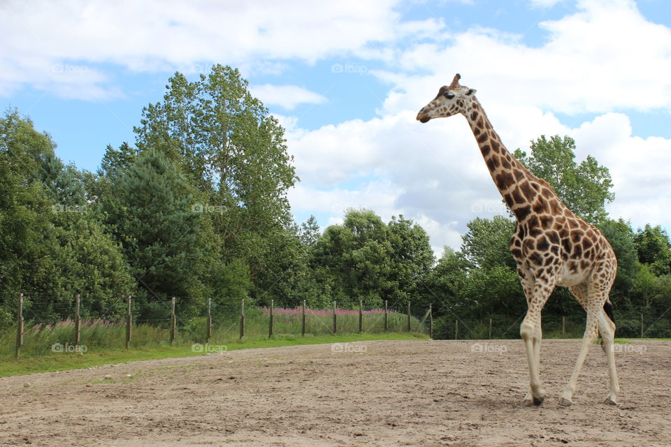 Walking giraffe 