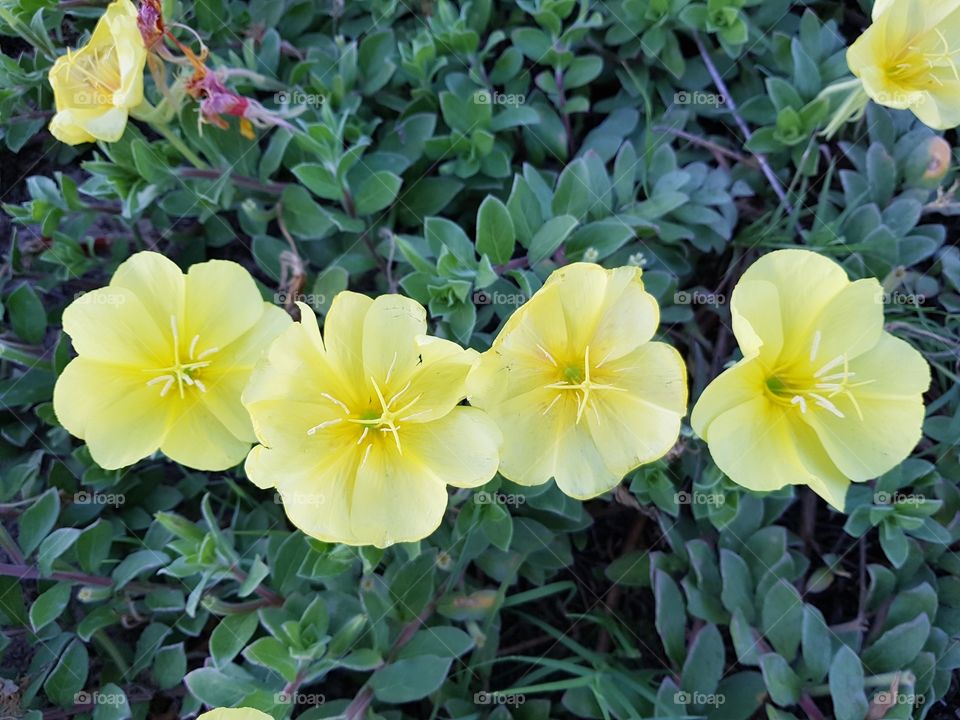 Yellow Ground Flowers all in a Row