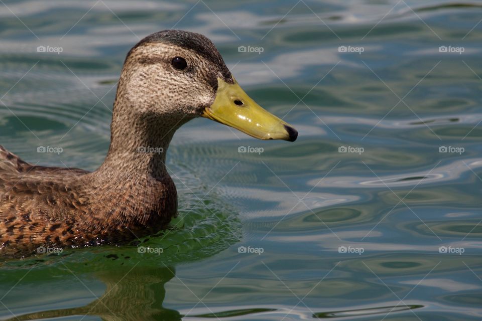 Duck swimming in lake