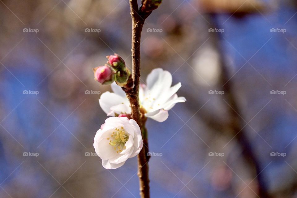 Japanese Cherry Flower. Botanical name: Prunus serrulata.