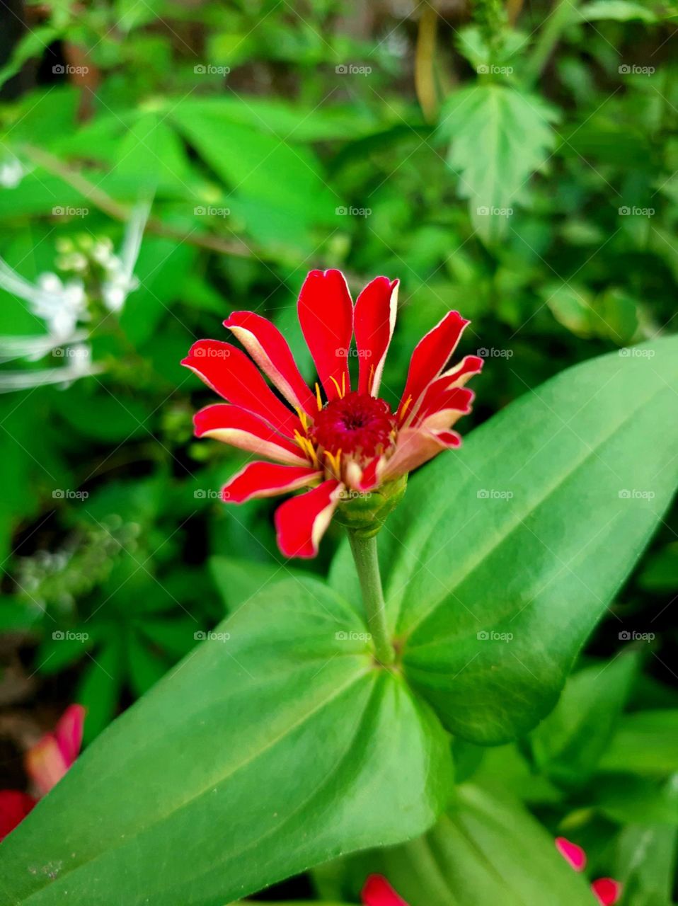 Zinnia flower in the morning