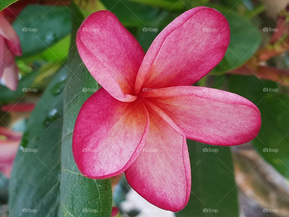 Dark pink frangipani
