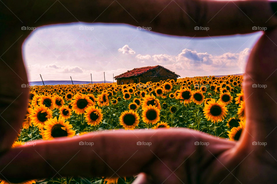 Village house and sunflowers