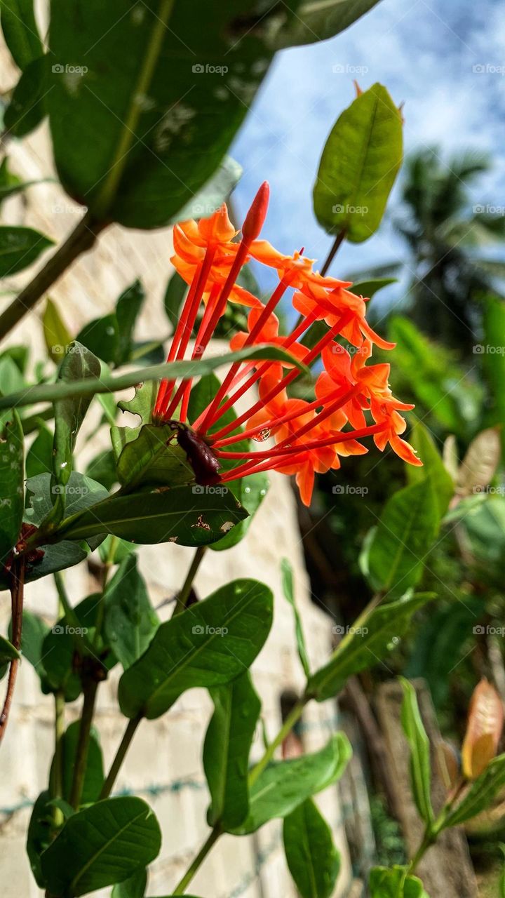 A photo taken in the morning showing the raindrops on the 
Jungle Flame (Ixora coccinea) flowers in Sri Lanka 