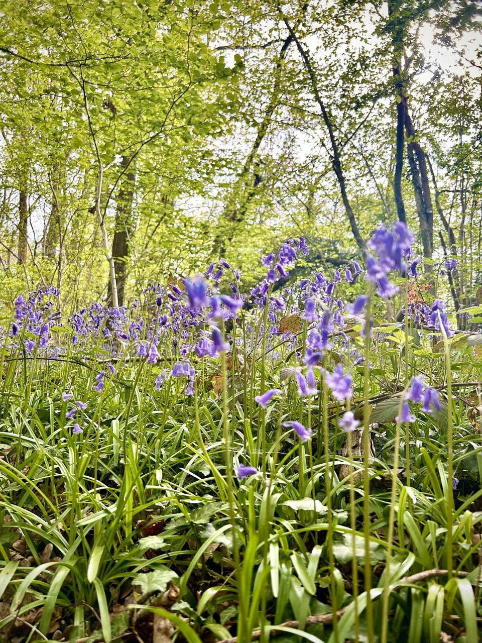 Spring , Violet flowers April 2023 . 