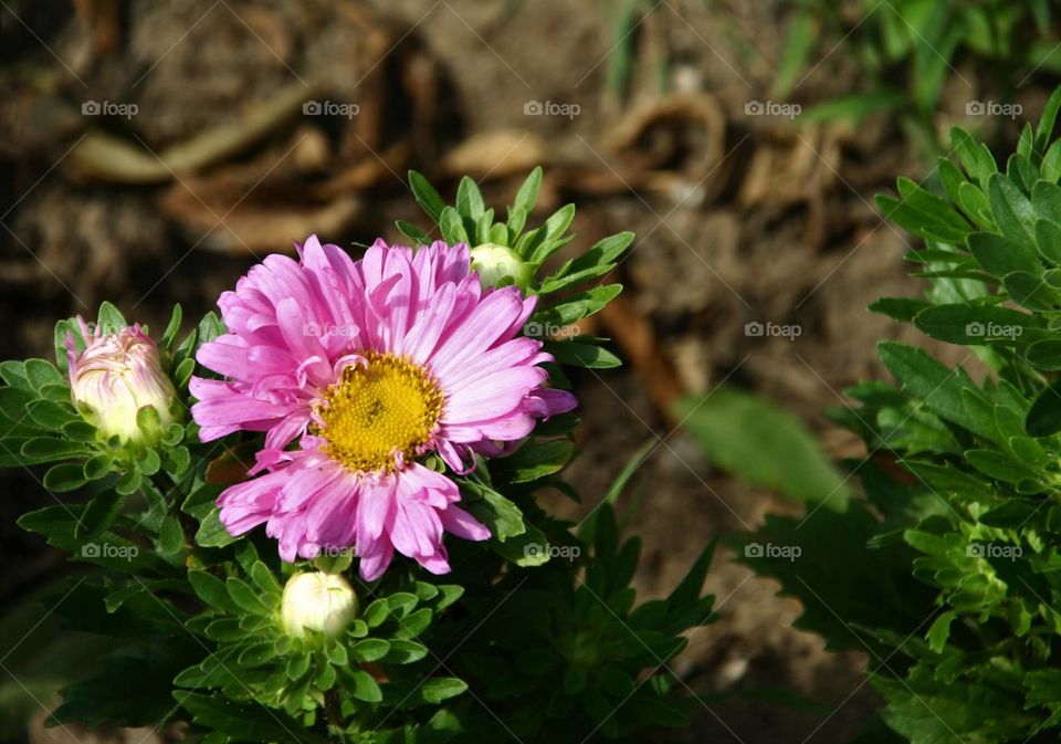 pink flower with yellow inside