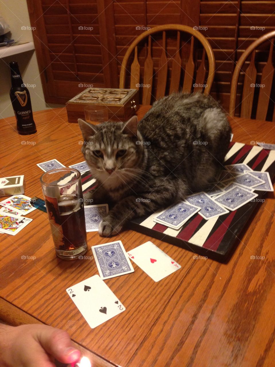 Card playing Cat