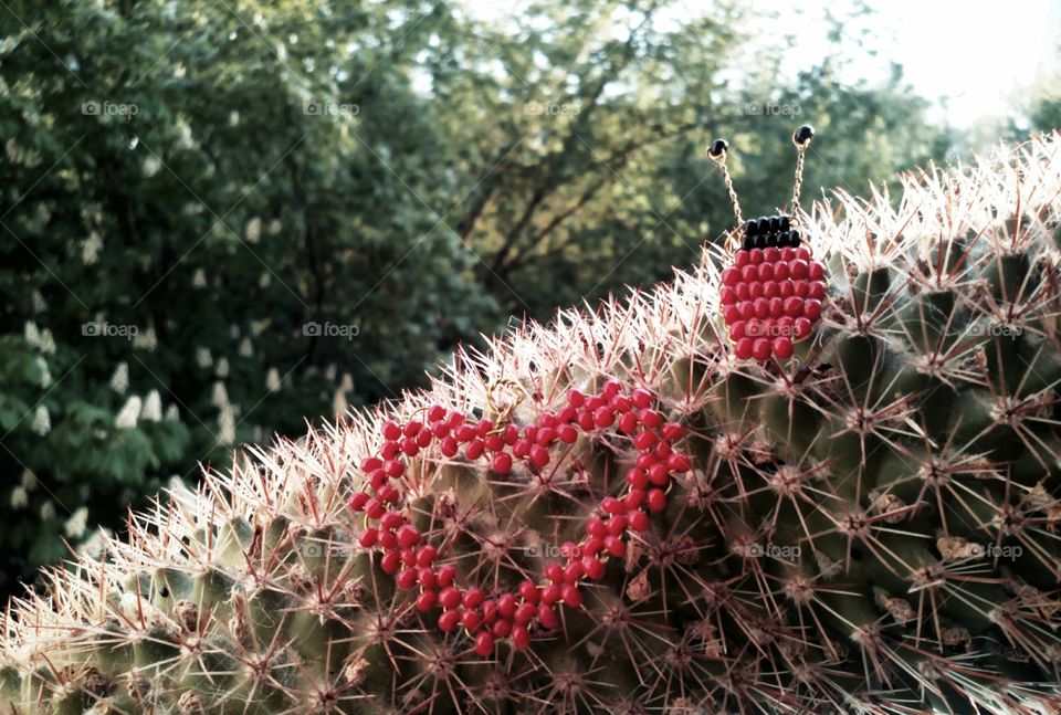 Cactus, Nature, Flora, No Person, Garden